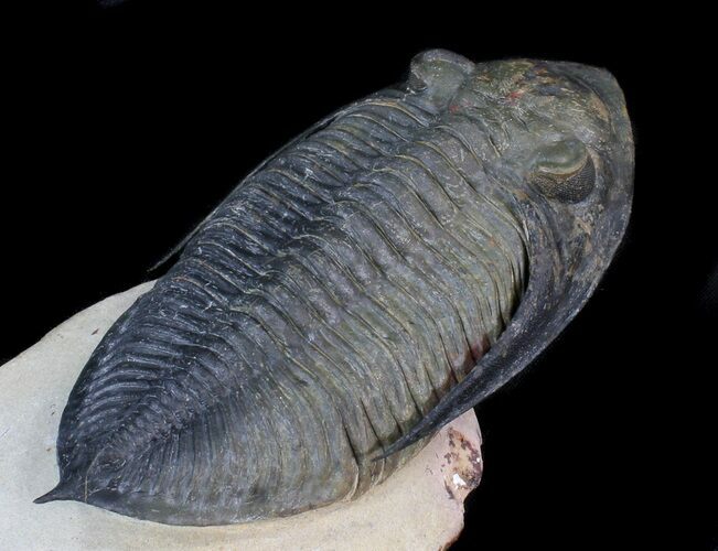 Huge, Zlichovaspis Trilobite - Atchana, Morocco #41210